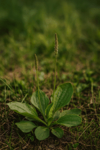 Plantago