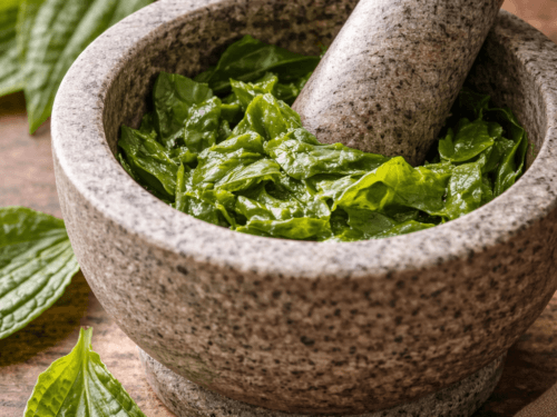 fresh plantain poultice