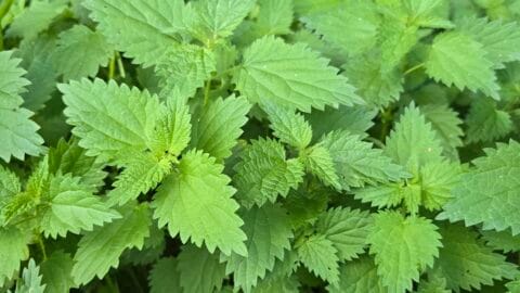 Stinging nettle