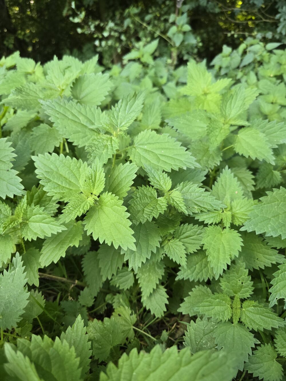 Stinging nettle