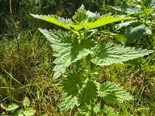 Stinging nettle with opposite serrated leaves