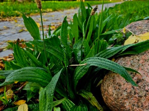 Plantain near the road