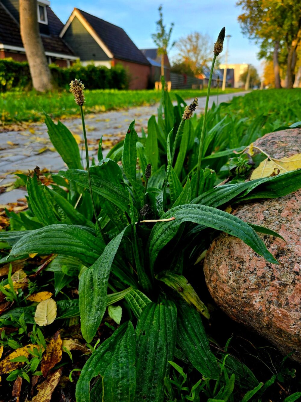 Ribwort plantain with narrow ribbed leaves and flowering spikes
