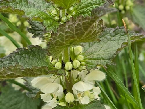 White Dead-nettle