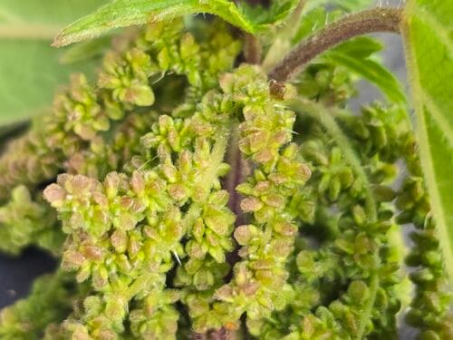 Fresh stinging nettle seeds