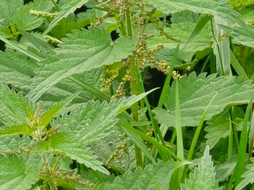 Stinging nettle