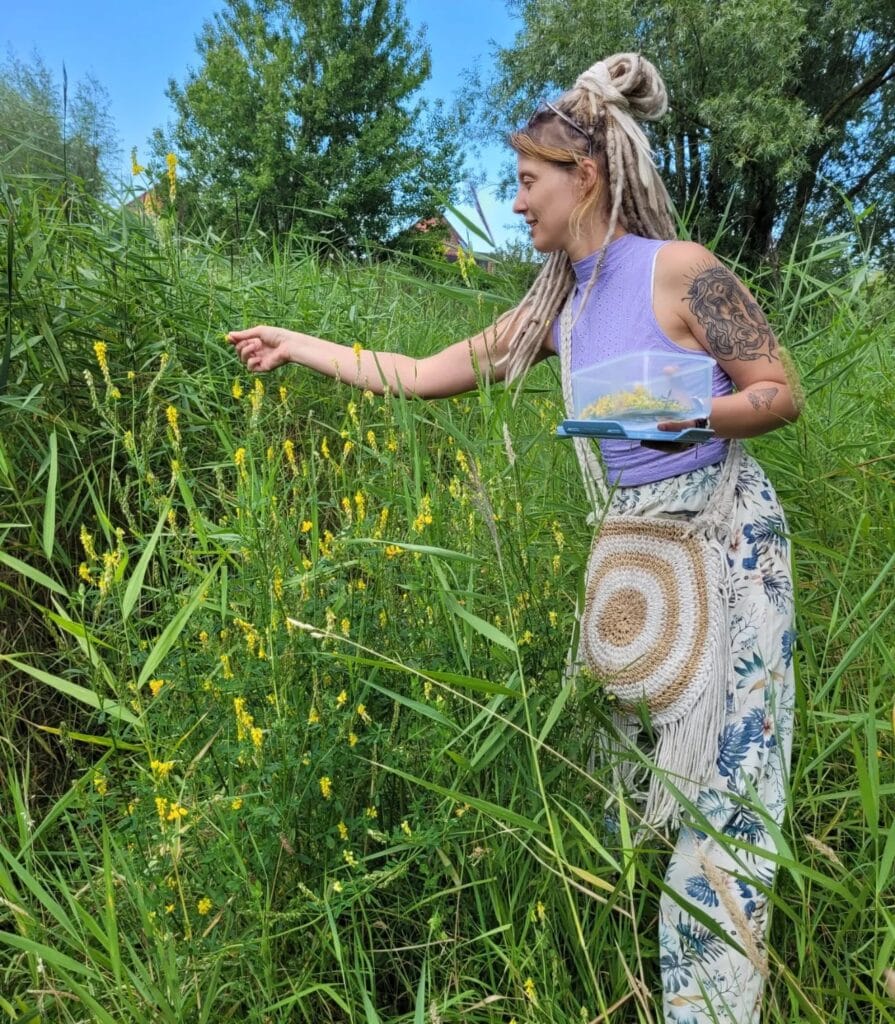 Naomi foraging in meadow (yellow flowers)