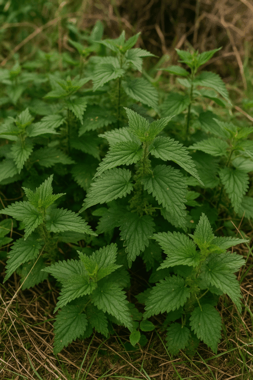 stinging nettles