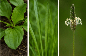 Plantain