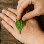 fresh plantain poultice applied to skin