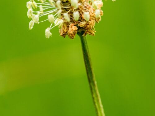 Plantain