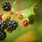 “Ripe blackberries on canes, deep purple-black.”