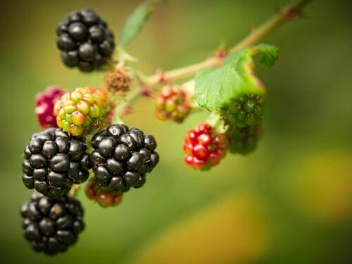 “Ripe blackberries on canes, deep purple-black.”
