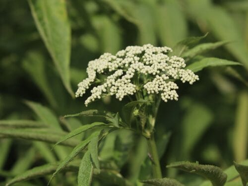 Dwarf Elder — Sambucus ebulus