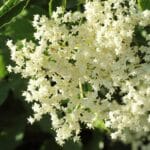 Elderflower in sunlight