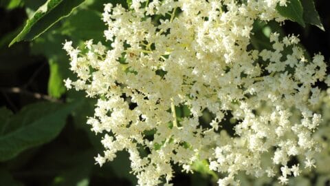 Elderflower in sunlight