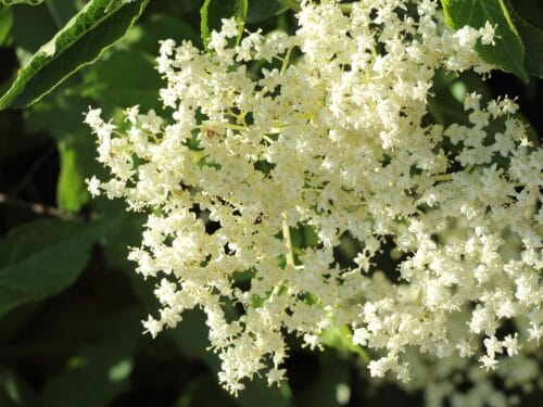 Elderflower in sunlight