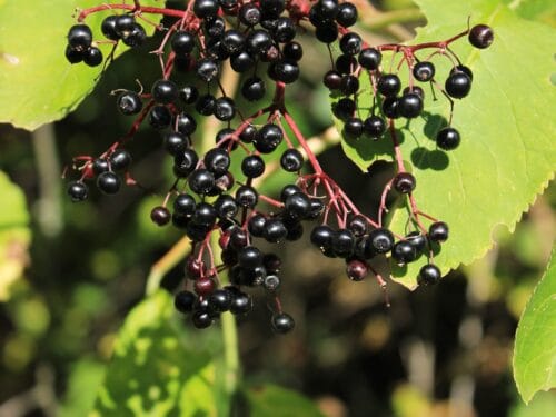 Ripe elderberries
