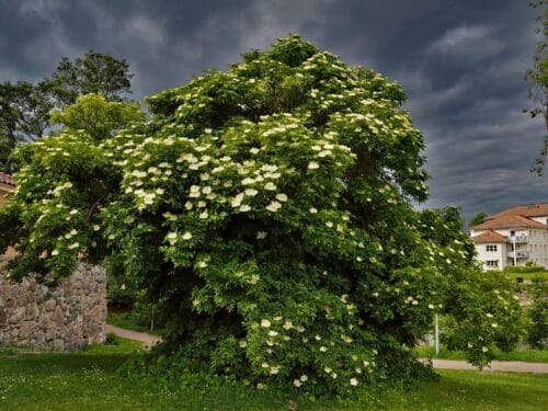 Elderberry tree