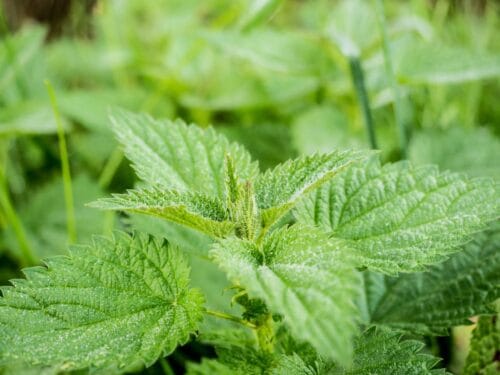 Stinging Nettle