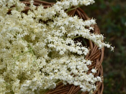 Basket full of elderflowers
