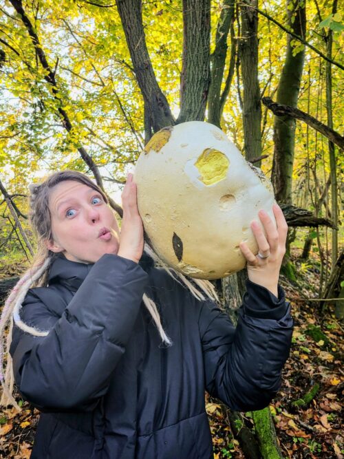 Giant puffball in my hand