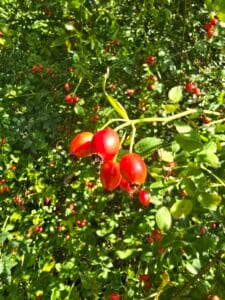 Rosehips in the sunshine