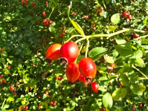 Rosehips in the sunshine