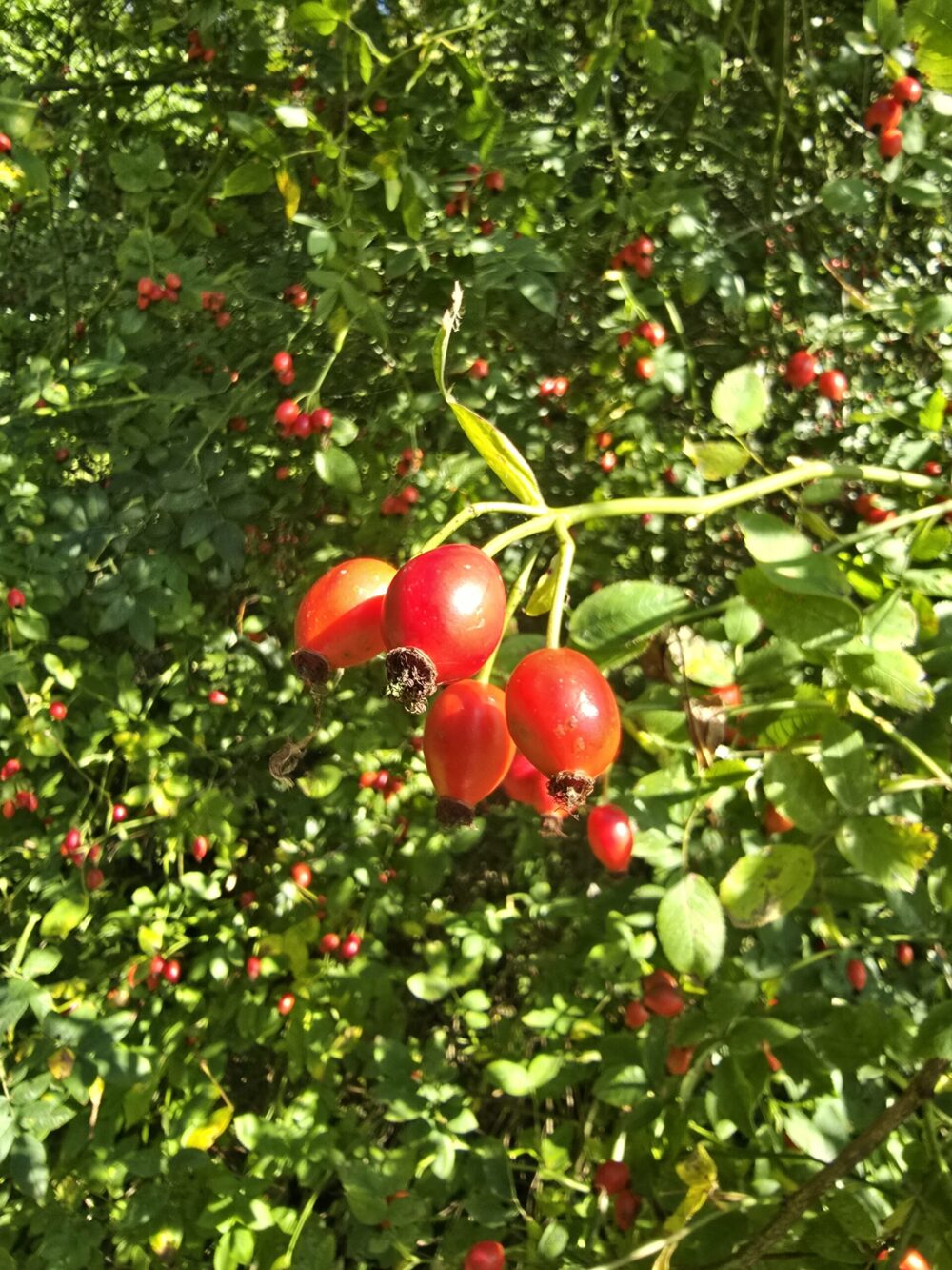Rosehips in the sunshine