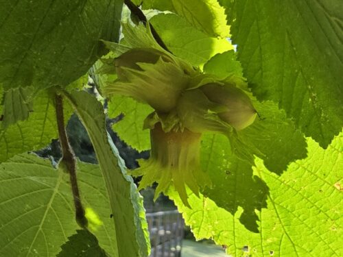 Hazelnuts in a tree