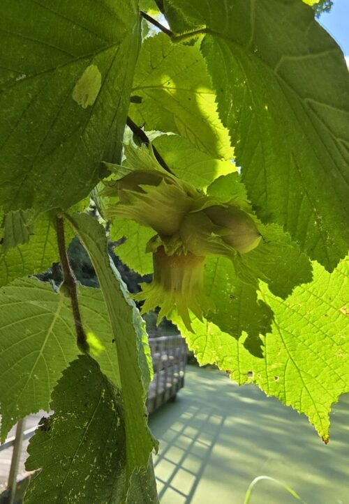 Hazelnuts in a tree