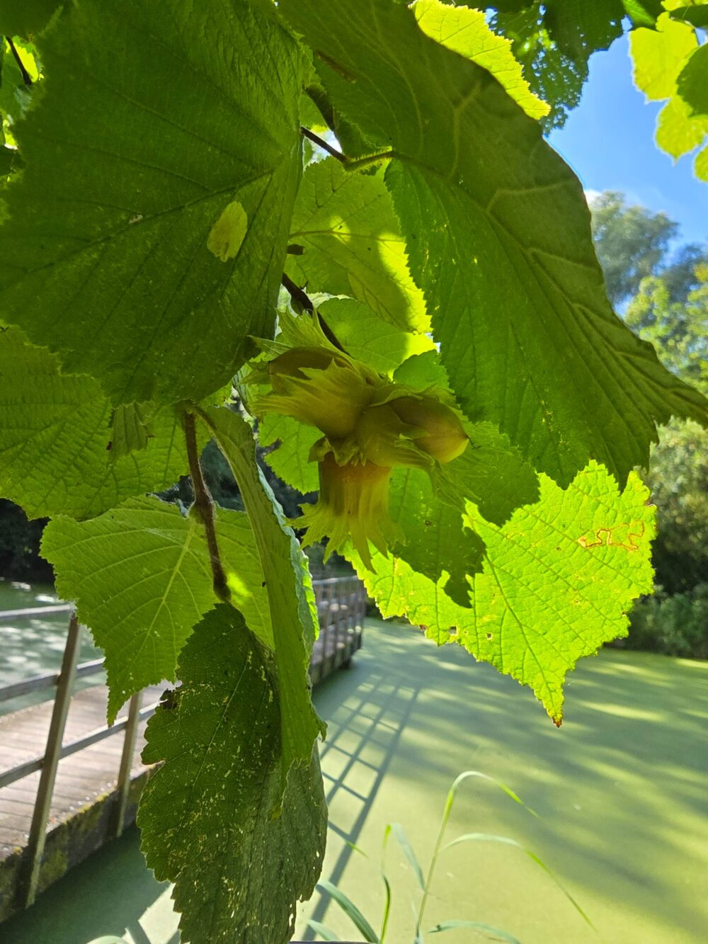 Hazelnuts in a tree