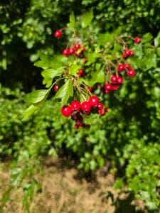 Hawtorn Berries