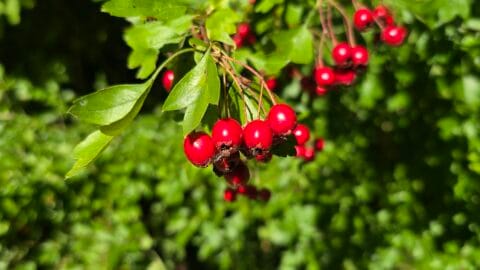 Hawthorn berries on a common hawthorn tree