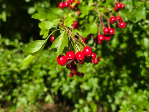 Hawtorn Berries