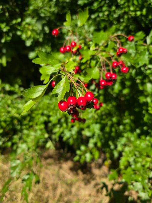 Hawtorn Berries