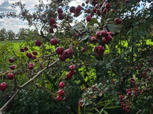 Hawthorn Berries