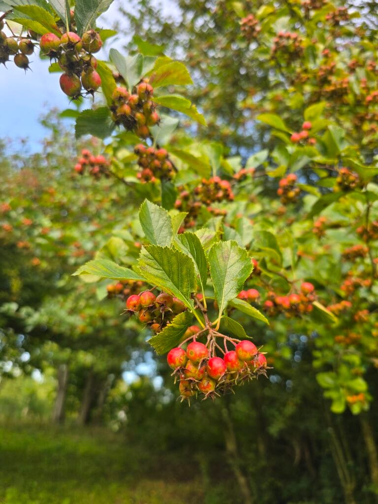 hawtorn