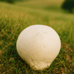 giant puffball