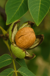 English Walnut