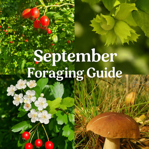 September foraging guide