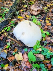 Giant Puffball
