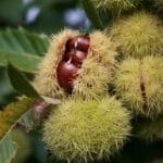 Sweet chestnut -Castanea sativa