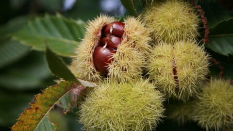 Sweet chestnut -Castanea sativa