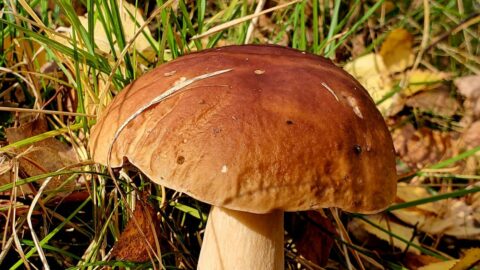 Pocini Mushroom outdoors