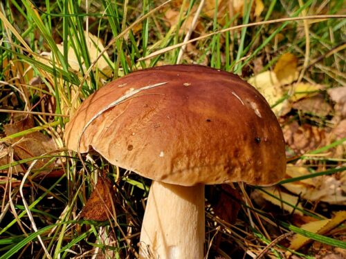 Pocini Mushroom outdoors