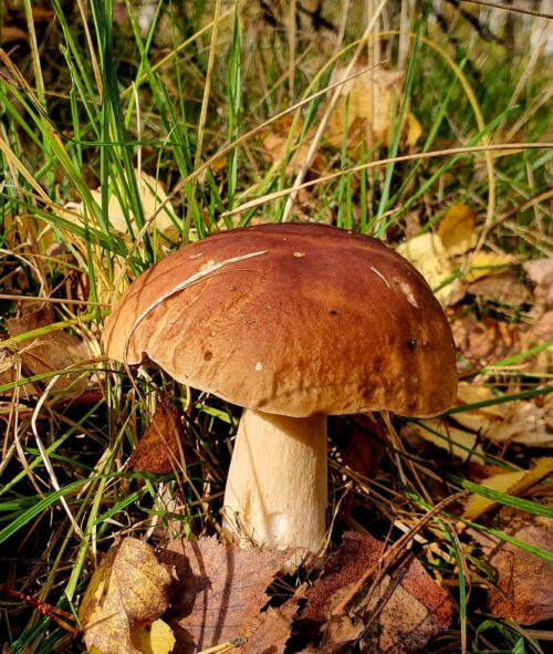 Pocini Mushroom outdoors