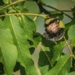 Walnut tree