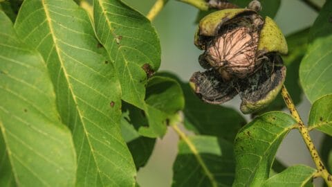 Walnut tree