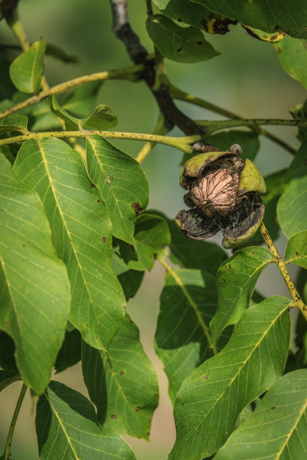 Walnut tree